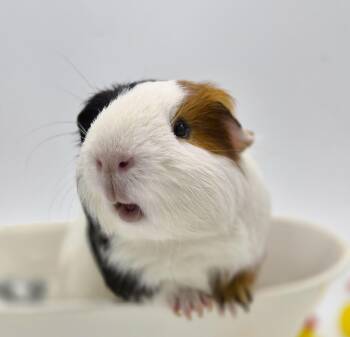 Rescue Short Haired Guinea Pigs for Adoption in Angleton, Texas - Napoleon | PetCurious